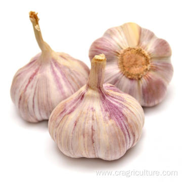 High Quality Gourmet Garlic Bulbs Price